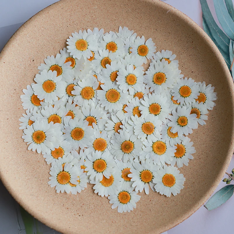 Dried Flower Bookmark - 60 x gepresste getrocknete natürliche weiße