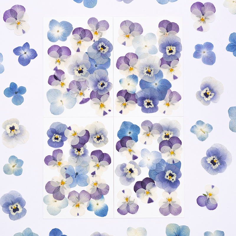 Dried Flower Bookmark - 12 Stück, Echte Viola Cornuta Getrocknete