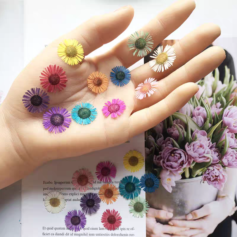 Dried Flower Bookmark - 1 Set Gepresste Trockenblumen Erigeron Acris