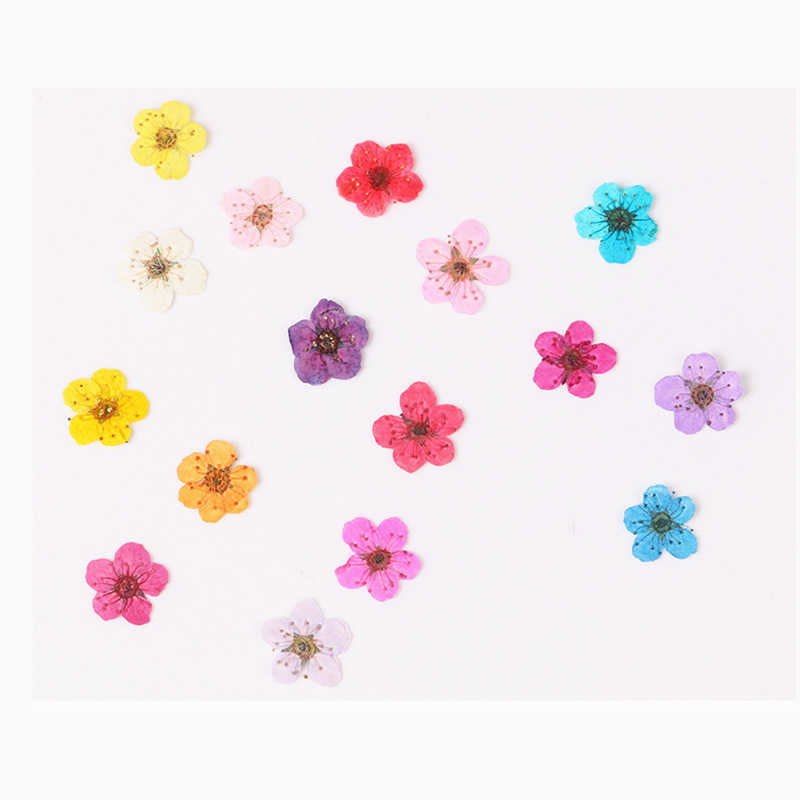 Dried Flower Bookmark - 60 Stück Mini gepresste getrocknete Narzisse
