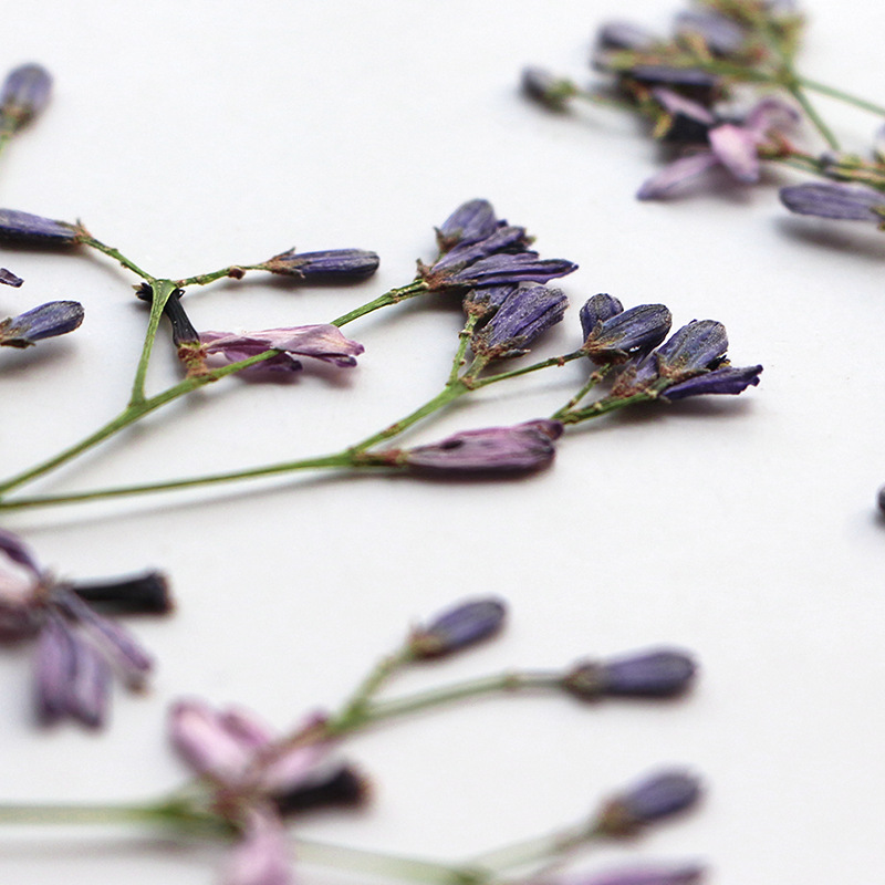 Dried Flower Bookmark - 60 Stück Neembaum-Blumenzweige, Getrocknete Gepresste Blumenproben,