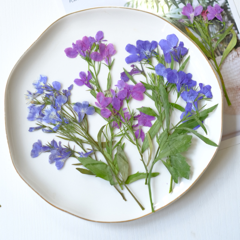 Dried Flower Bookmark - 6 Stück/8–13 cm, natürliche Lobelia Erinus,