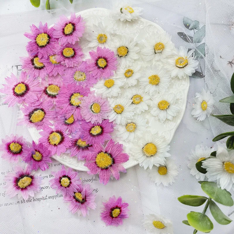 Dried Flower Bookmark - 24 stücke/2-4CM, Natürliche Gedrückt Blumen blätter,