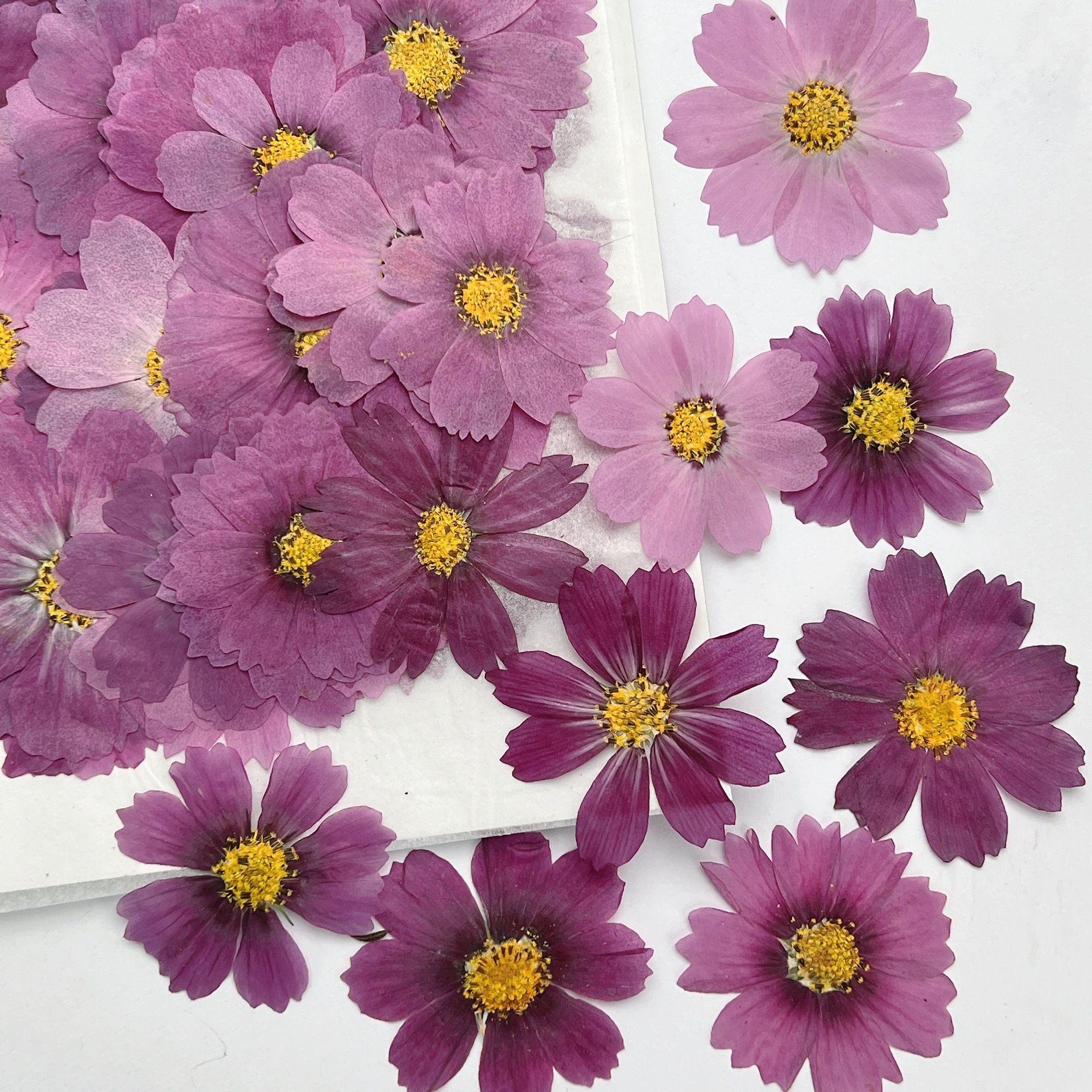 Dried Flower Bookmark - 100 Stück Kosmos-Trockenblumen Gepresste Pflanzenproben Handgemachte