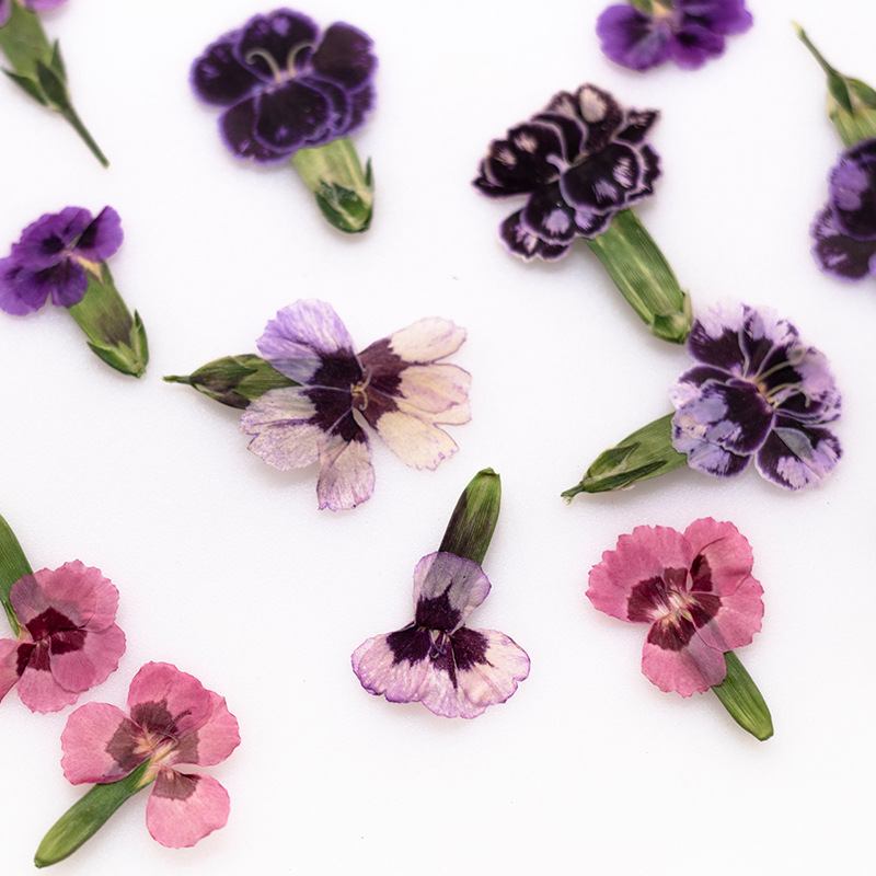 Dried Flower Bookmark - 24 Stück, gepresste getrocknete Dianthus-Blumen, echte