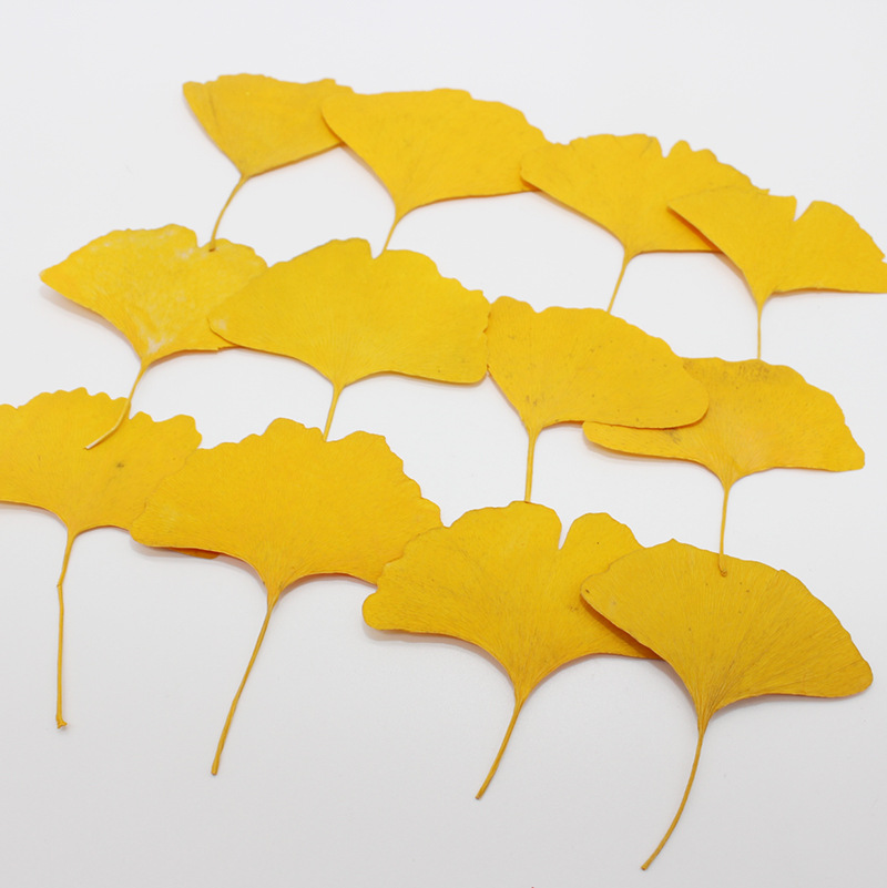 Dried Flower Bookmark - 60 Stück gepresste, getrocknete gelbe/grüne Ginkgo