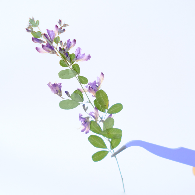 6 Stück, natürliche getrocknet – Dried Flower Bookmark Bewertung und Preis