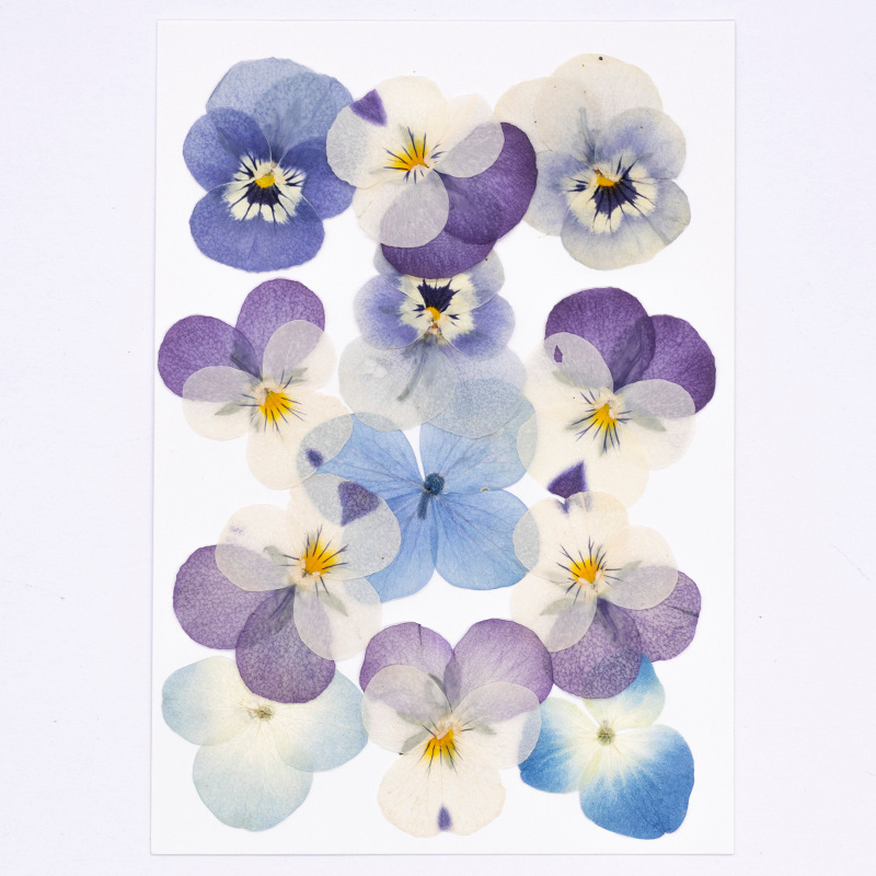 12 Stück, Echte Viola Cornuta  – Dried Flower Bookmark Bewertung und Preis