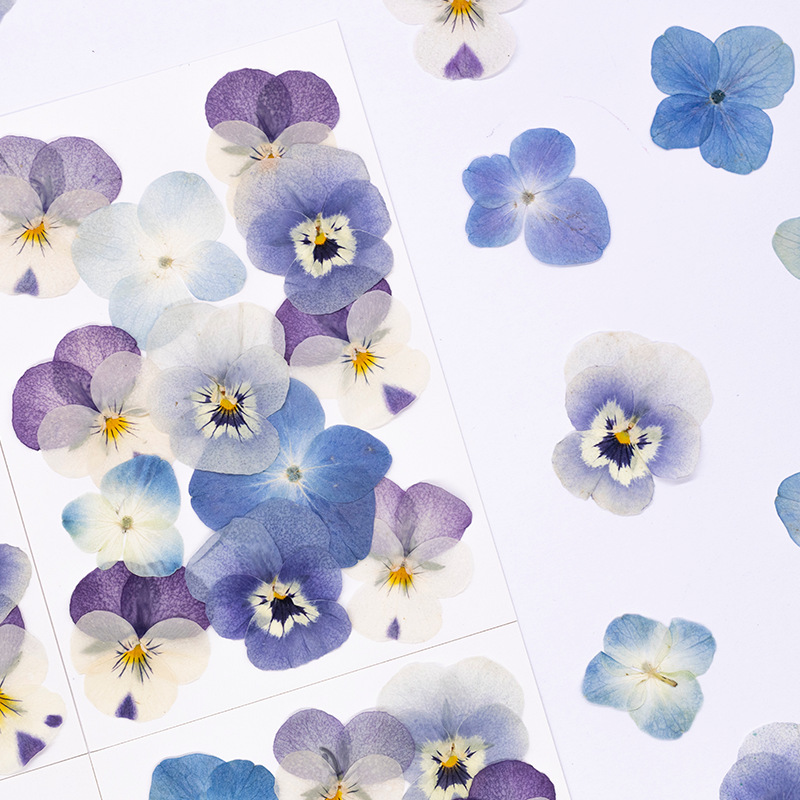 12 Stück, Echte Viola Cornuta  – Dried Flower Bookmark Bewertung und Preis
