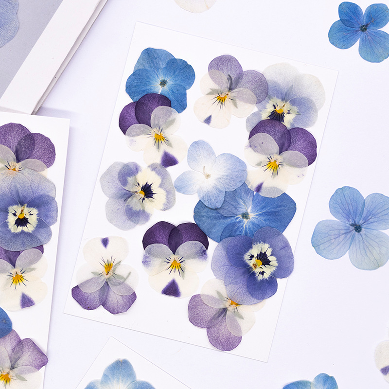 12 Stück, Echte Viola Cornuta  – Dried Flower Bookmark Bewertung und Preis