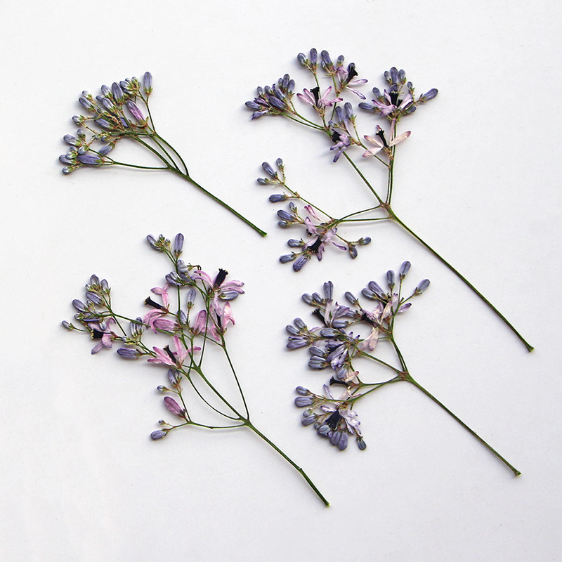 120 Stück gepresste getrocknet – Dried Flower Bookmark Bewertung und Preis