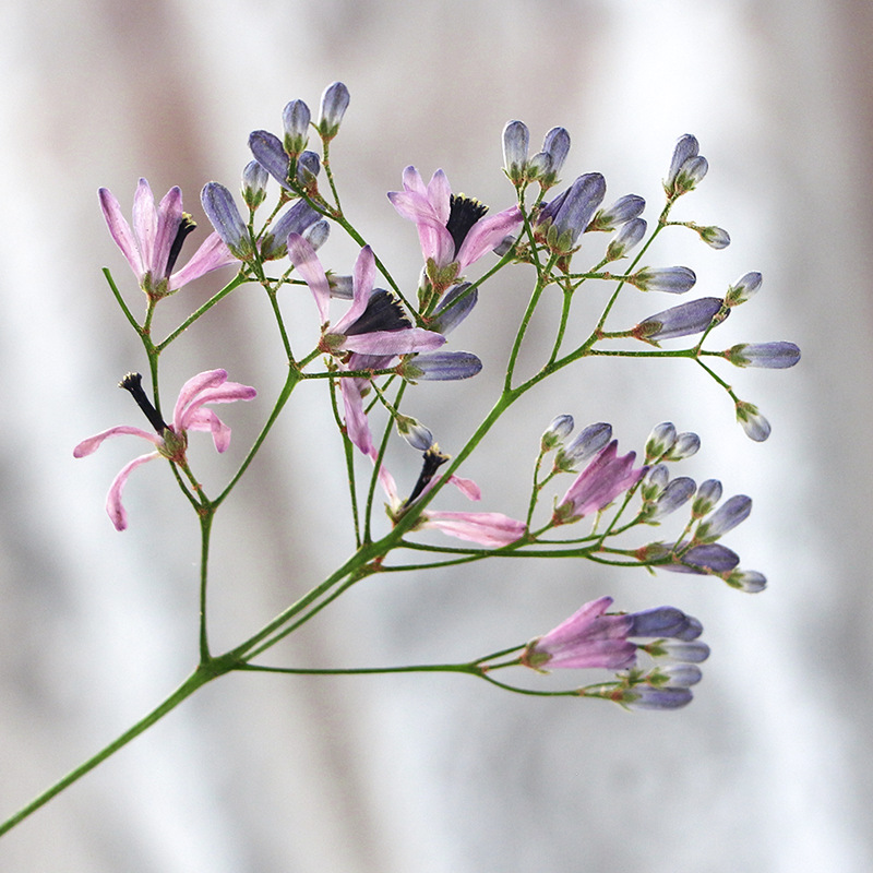 120 Stück gepresste getrocknet – Dried Flower Bookmark Bewertung und Preis