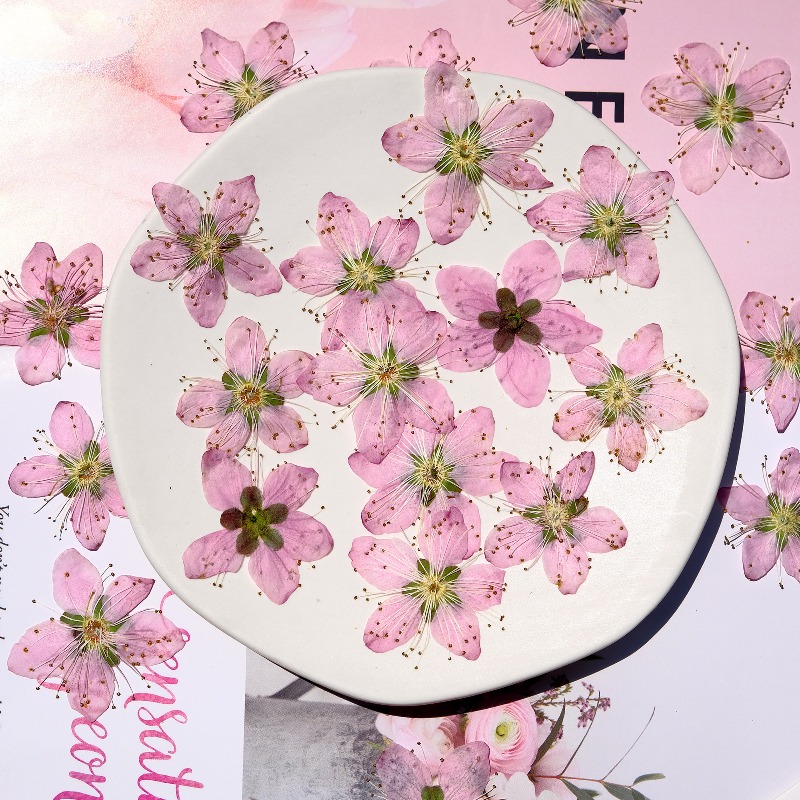 3-4cm./6Stück, Rosa Pfirsichbl – Dried Flower Bookmark Bewertung und Preis