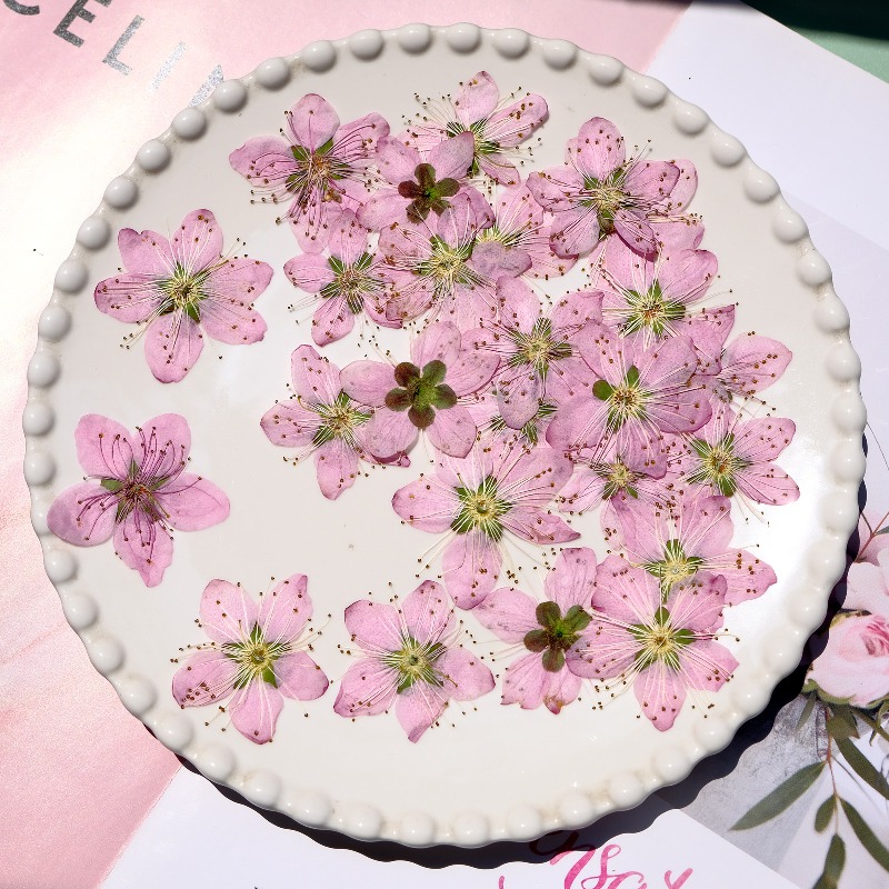 3-4cm./6Stück, Rosa Pfirsichbl – Dried Flower Bookmark Bewertung und Preis
