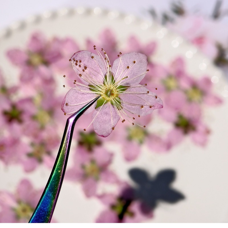 3-4cm./6Stück, Rosa Pfirsichbl – Dried Flower Bookmark Bewertung und Preis