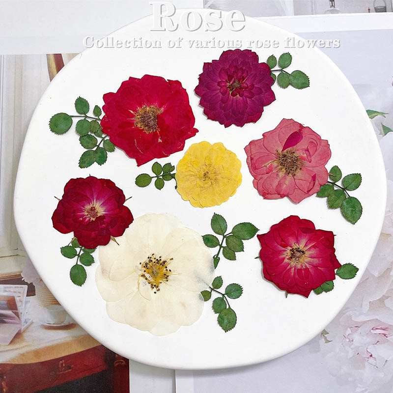 60 Stück gepresste getrocknete – Dried Flower Bookmark Bewertung und Preis