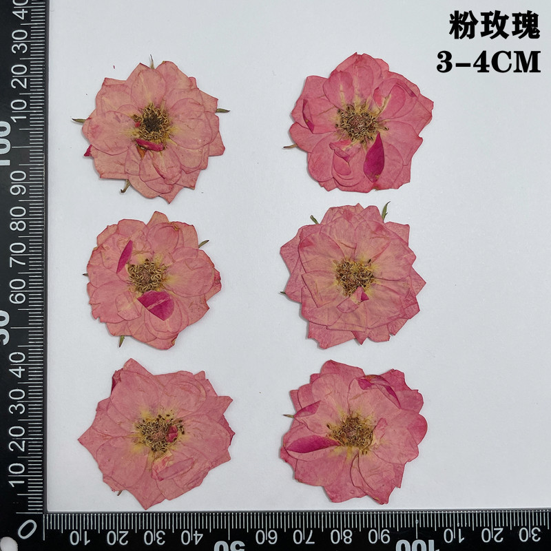 60 Stück gepresste getrocknete – Dried Flower Bookmark Bewertung und Preis