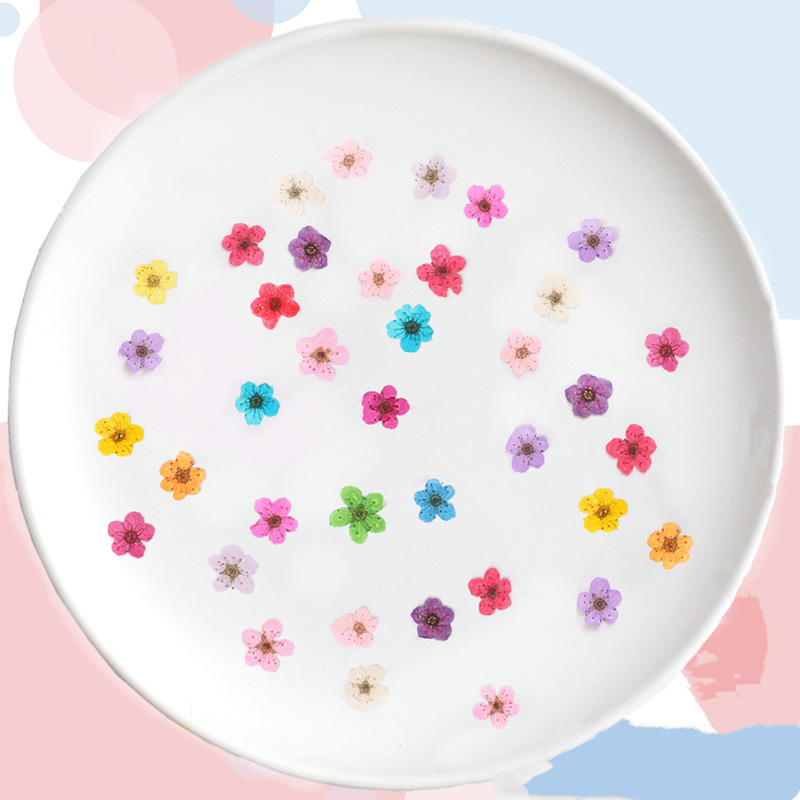 60 Stück Mini gepresste getroc – Dried Flower Bookmark Bewertung und Preis