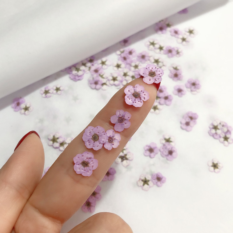 60 Stück Mini gepresste getroc – Dried Flower Bookmark Bewertung und Preis