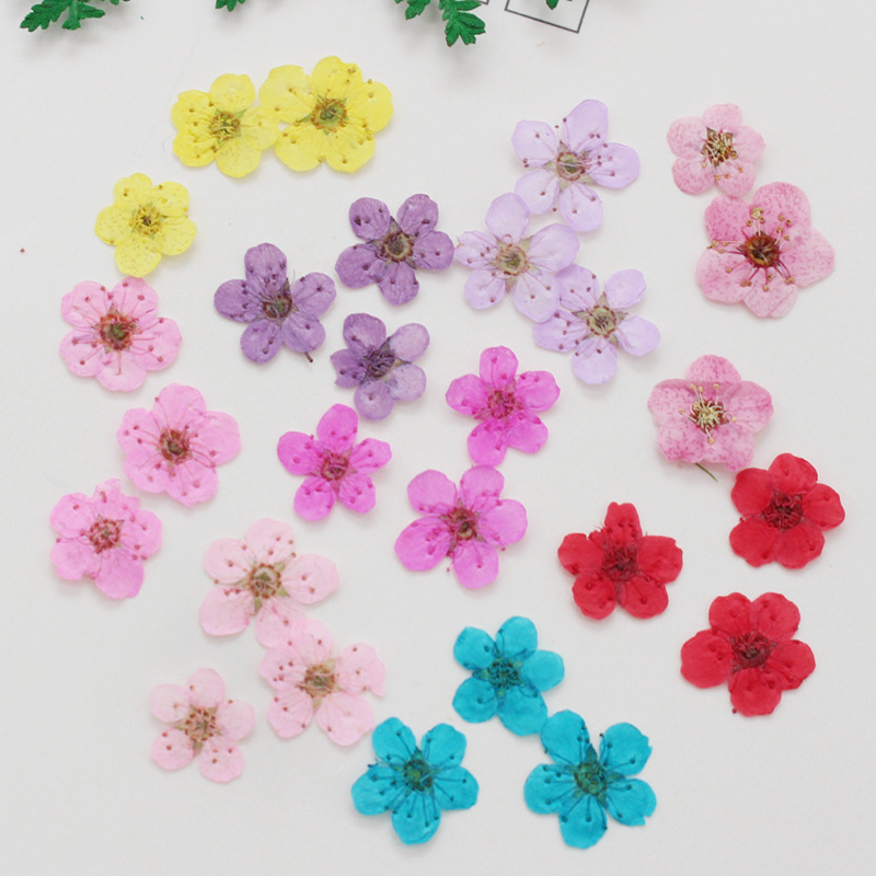60 Stück Mini gepresste getroc – Dried Flower Bookmark Bewertung und Preis