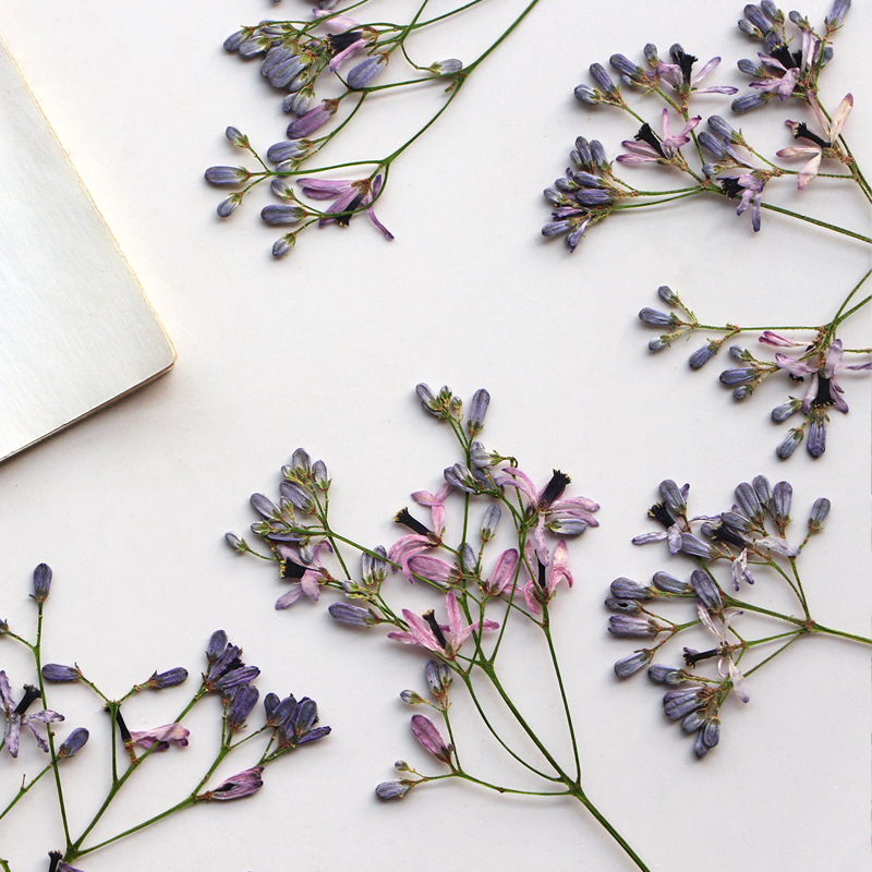 60 Stück Neembaum-Blumenzweige – Dried Flower Bookmark Bewertung und Preis