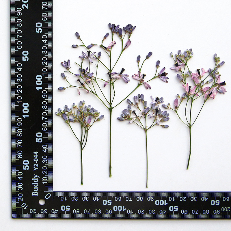 60 Stück Neembaum-Blumenzweige – Dried Flower Bookmark Bewertung und Preis