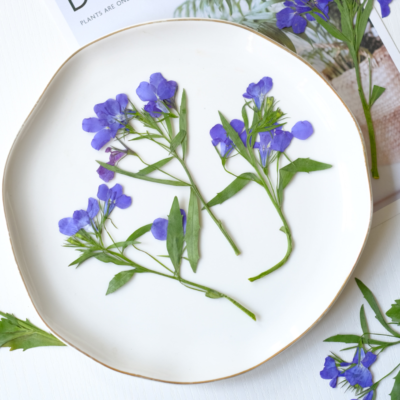 6 Stück/8–13 cm, natürliche Lo – Dried Flower Bookmark Bewertung und Preis