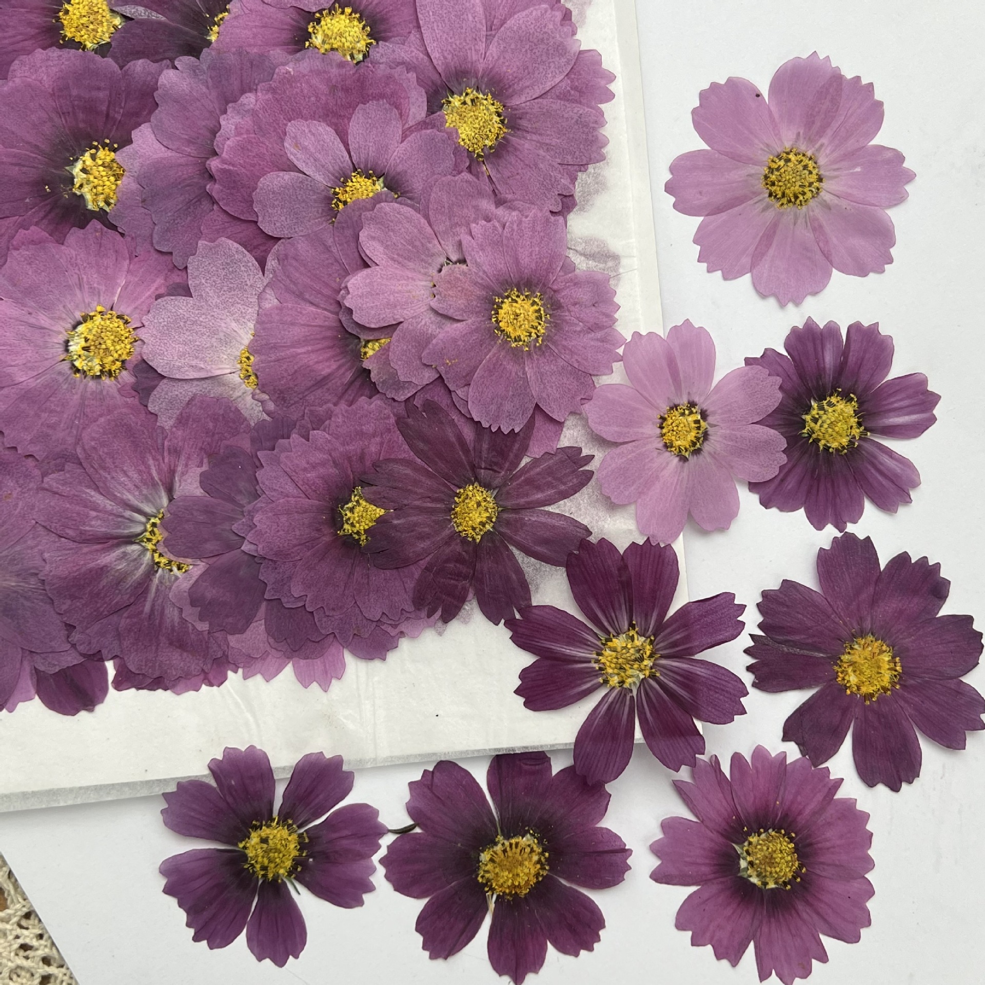 100 Stück Kosmos-Trockenblumen – Dried Flower Bookmark Bewertung und Preis