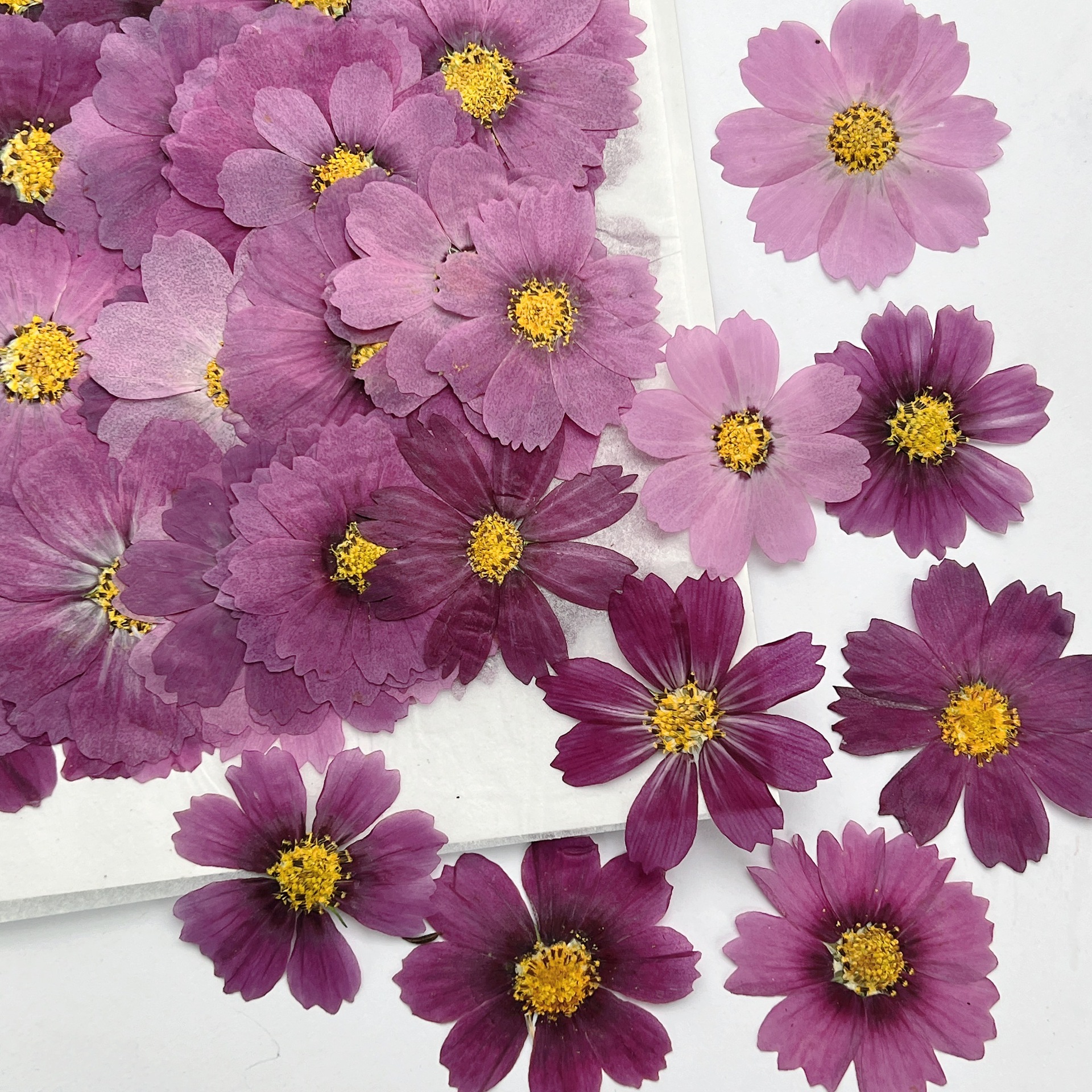100 Stück Kosmos-Trockenblumen – Dried Flower Bookmark Bewertung und Preis