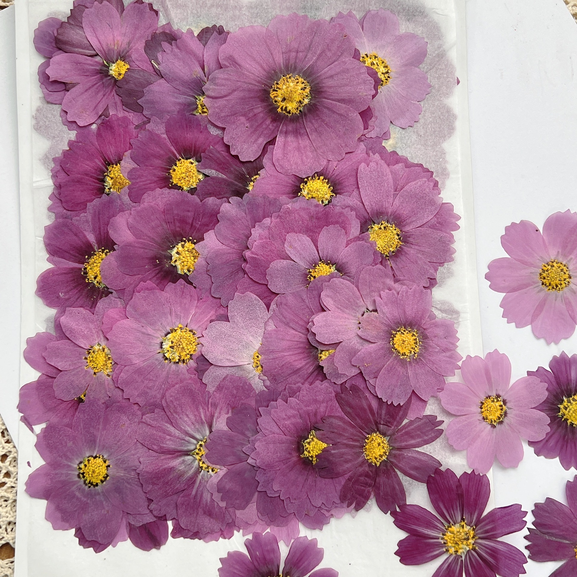100 Stück Kosmos-Trockenblumen – Dried Flower Bookmark Bewertung und Preis