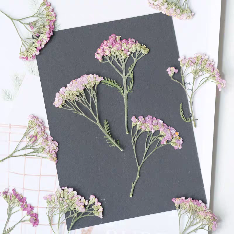 60 Stück gepresste getrocknete – Dried Flower Bookmark Bewertung und Preis