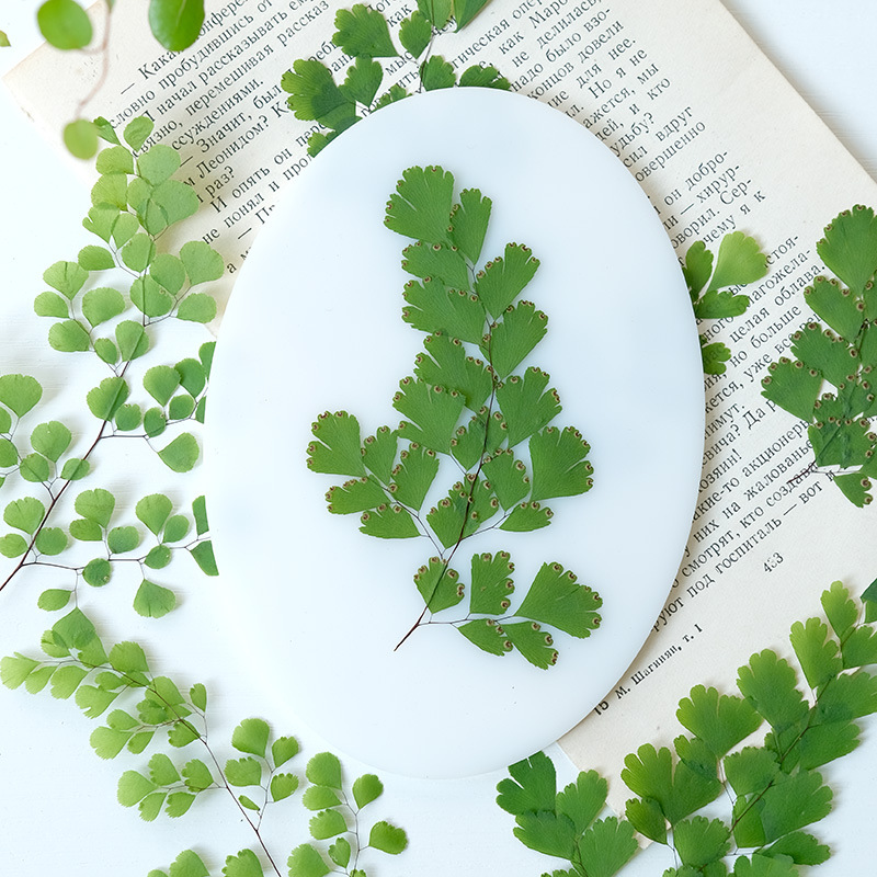 60 Stück Natürliche Pflanzen E – Dried Flower Bookmark Bewertung und Preis