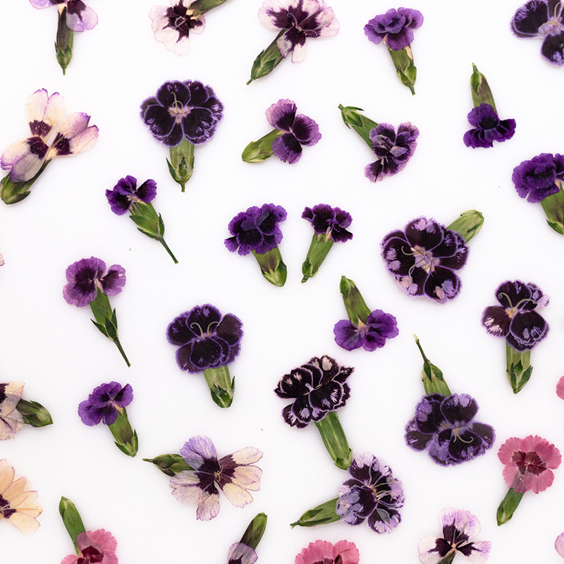 24 Stück, gepresste getrocknet – Dried Flower Bookmark Bewertung und Preis