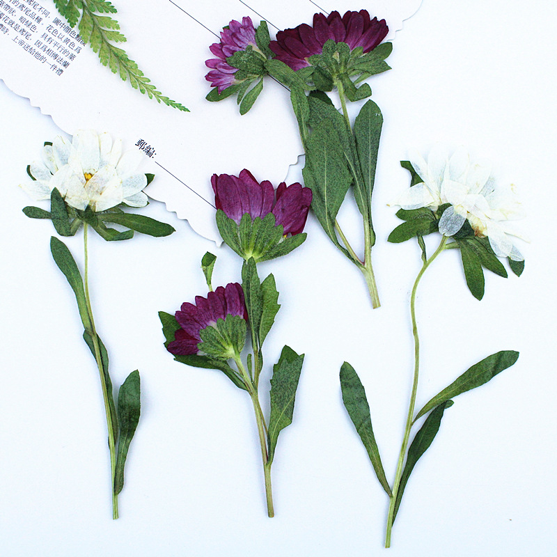 24 Stück, Mini-Chrysanthemen,  – Dried Flower Bookmark Bewertung und Preis