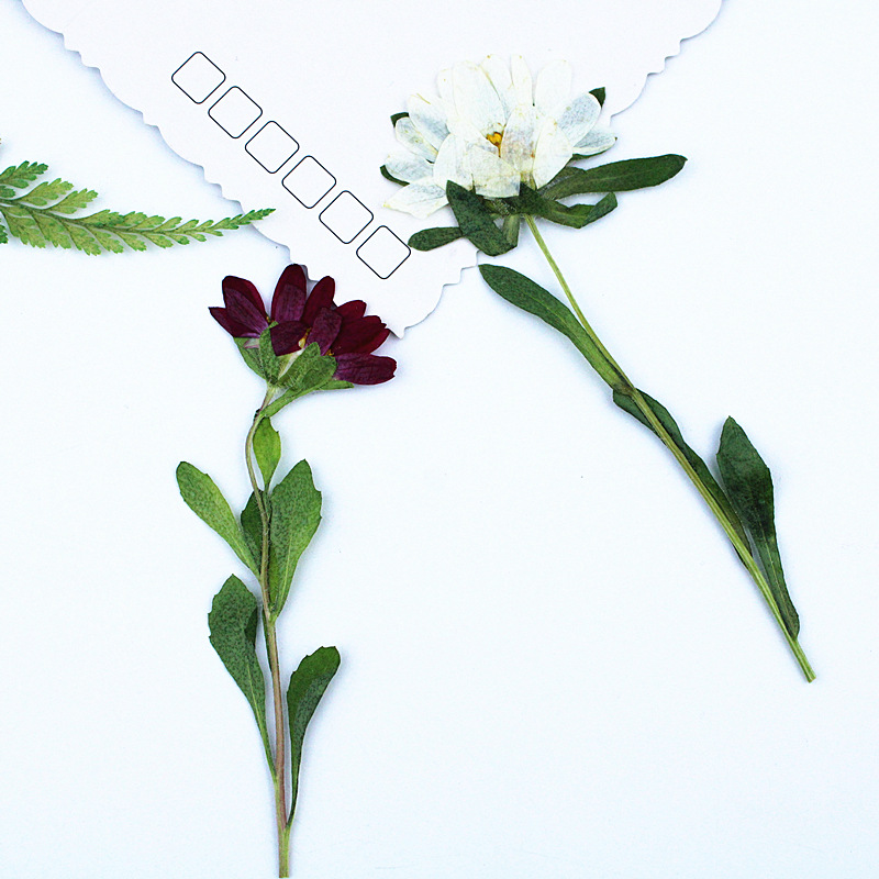 24 Stück, Mini-Chrysanthemen,  – Dried Flower Bookmark Bewertung und Preis