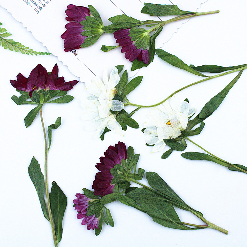 24 Stück, Mini-Chrysanthemen,  – Dried Flower Bookmark Bewertung und Preis
