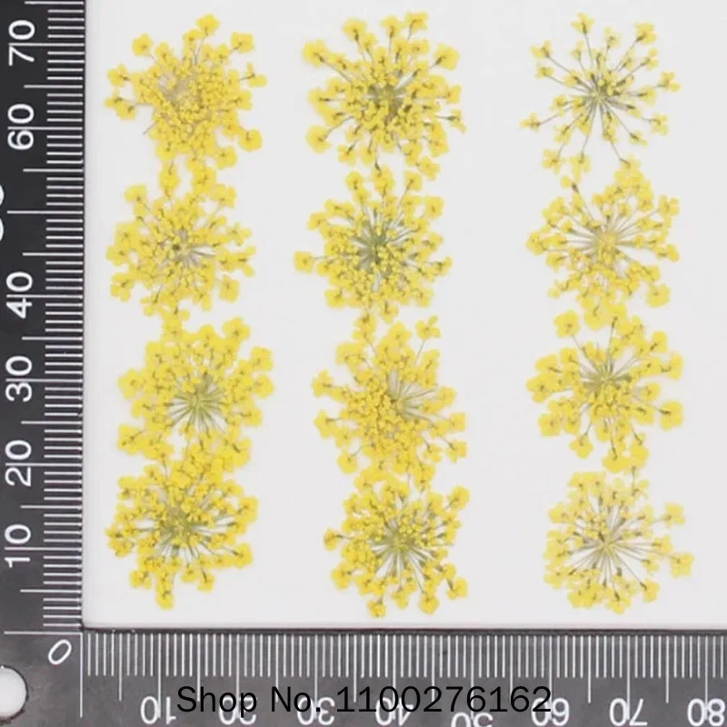 60 Stück gepresste getrocknete – Dried Flower Bookmark Bewertung und Preis