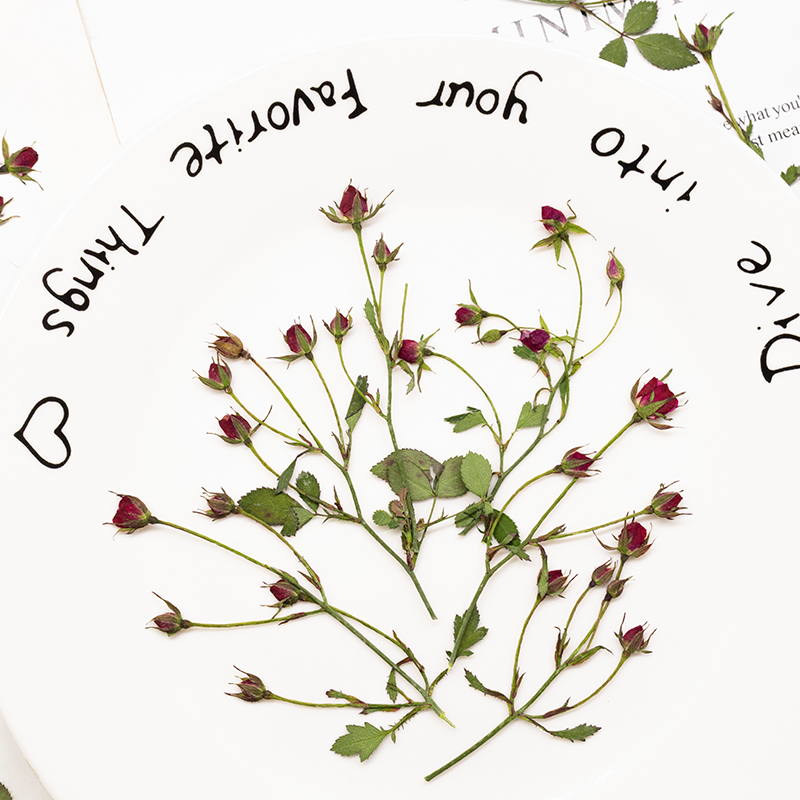 12 Stück, Getrocknete Rosen-Me – Dried Flower Bookmark Bewertung und Preis