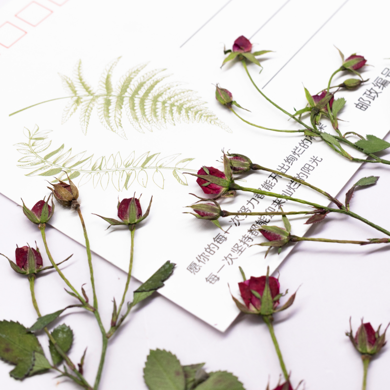 12 Stück, Getrocknete Rosen-Me – Dried Flower Bookmark Bewertung und Preis