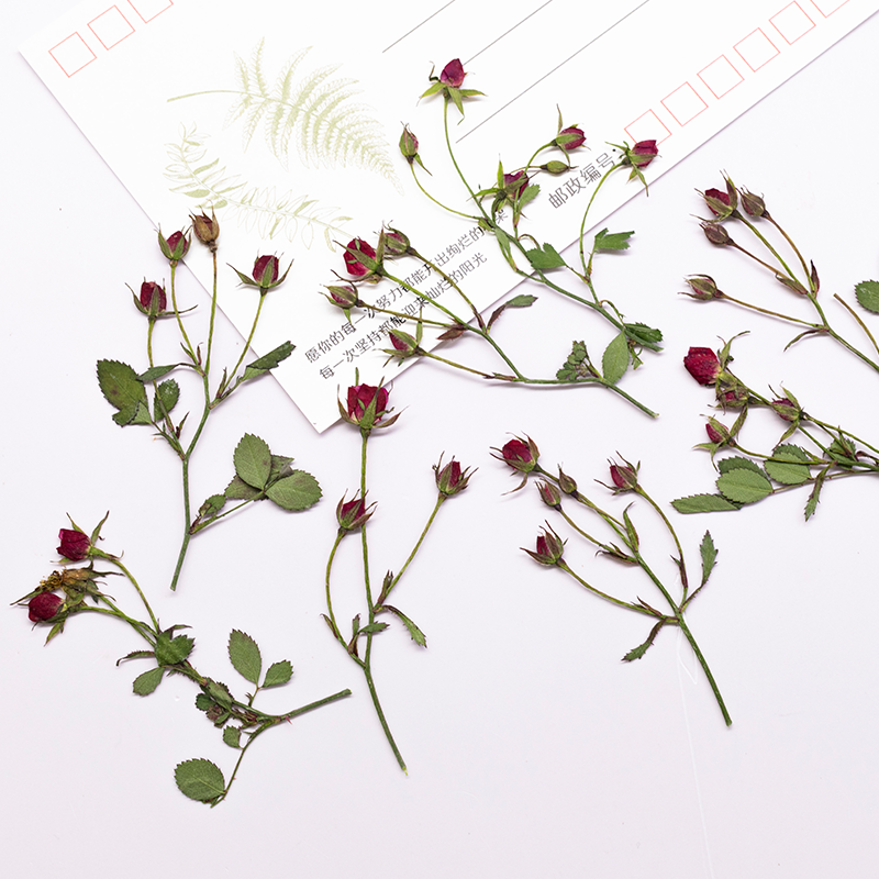 12 Stück, Getrocknete Rosen-Me – Dried Flower Bookmark Bewertung und Preis